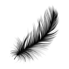 Feather isolated. Vector illustration. 