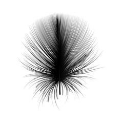 Feather isolated. Vector illustration. 