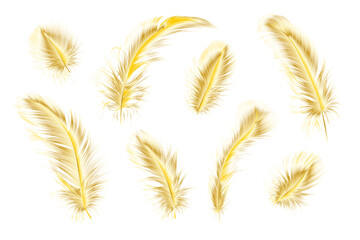 Set of gold feather. Vector illustration.