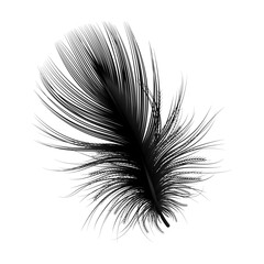 Feather isolated. Vector illustration. 