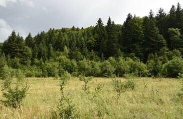 Beautiful Carpathian mountains and green nature in Ukraine