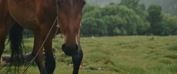 In the meadow in scenic background picturesque mist forest, under light rain, beautiful brown horse, graze on green grass. In forest under the small rain strong horse grazing. Cloudy landscape view