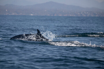 Fototapeta premium Dauphin