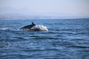 Fototapeta premium Dauphin