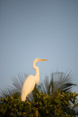 Grande Aigrette