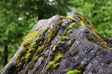 Stone covered with moss in the forest