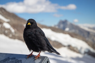 Alpendohle im Schnee