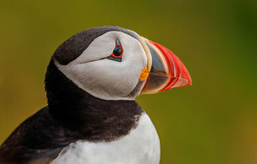 Atlantic puffin (Fratercula arctica), on the rock on the island of Runde (Norway).