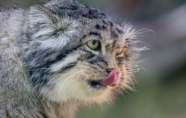 Obraz na płótnie Canvas Pallas's cat (Otocolobus manul), also known as the manul, is a small wild cat with long and dense light grey fur, and rounded ears set low on the sides of the head.