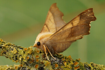 Closeup on the Dusky Thorn geometer moth, Ennomos fuscantaria si