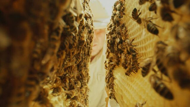 Communication of bees. Bees share information, pass each other nectar. Bees inside the beehive. Honeycomb close up. Bee colony in hive macro. Honey in combs. Organic Beekeeping.
