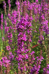 Salicaire, Lythrum salicaria 'Augenwiede '