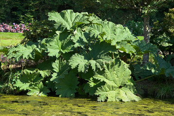 Gunnera, Gunnera manicata