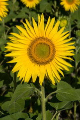 Helianthus annuus, Tournesol