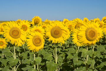 Fototapeta premium Helianthus annuus, Tournesol