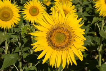 Fototapeta premium Helianthus annuus, Tournesol