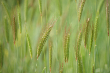 Wheat in the wind