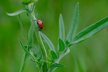 Ladybug on grass