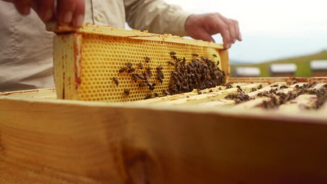 Beekeeper removing honeycomb from beehive. Person in beekeeper suit taking honey from hive. Farmer wearing bee suit working with honeycomb in apiary. Beekeeping in countryside. Organic farming.