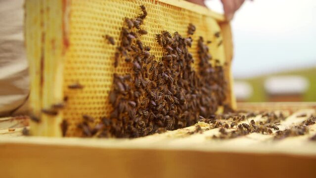 Close-up. At ecology bee farm beekeeper removes honeycomb beehive frame with honey bees. Beekeeper's hands holding frame of honeycomb outroors. Natural production. Beekeeping business.