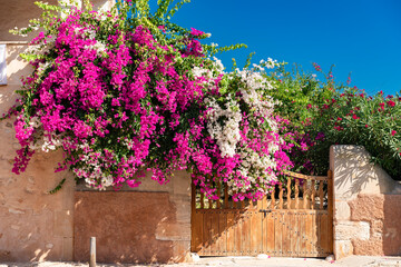 Mediterranean splendor of flowers of bougainvillea - 8419