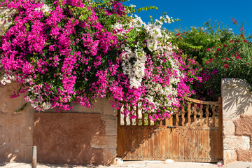 Mediterranean splendor of flowers of bougainvillea - 8429