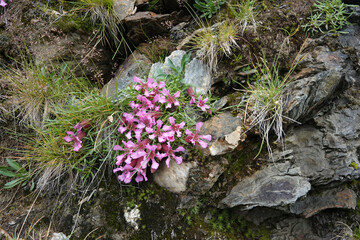 Closeup onj the colorful pink flowers of the dwarf soapwort, Saponaria pumila also used as Skincare Ingredient