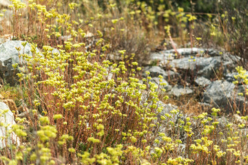 Parterre de fleurs jaunes