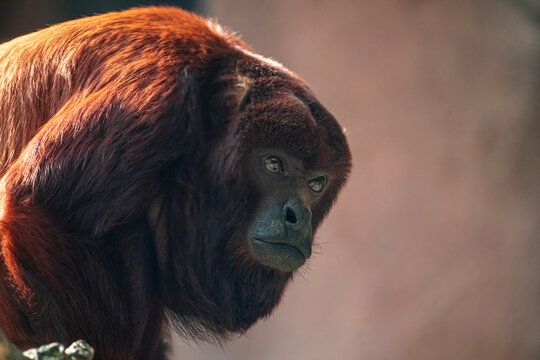 Mantled Howler Monkey Alouatta palliata in zoo Berlin