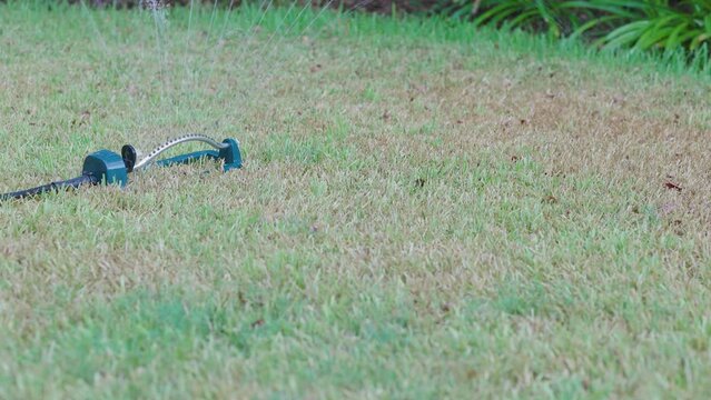home owner watering dead grass during a drought
