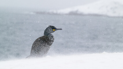 Fototapeta premium European shag, common shag (Phalacrocorax aristotelis) in snow at Hornøya, Norway