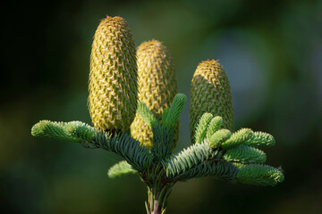 Cones branches blue cone Korean fir Abies Framingham.