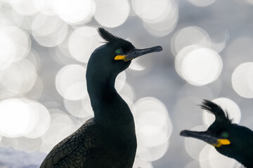 European shag, common shag (Phalacrocorax aristotelis) in snow at Hornøya, Norway