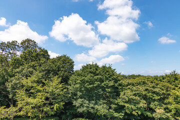 Obraz premium 瑞々しい新緑と青空