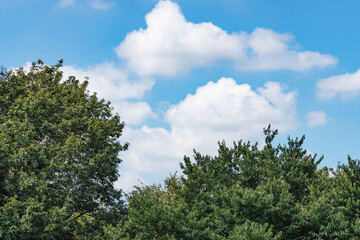 瑞々しい新緑と青空
