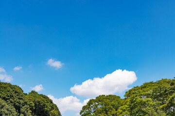 瑞々しい新緑と青空