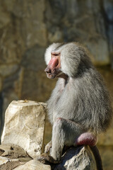Le babouin