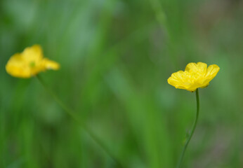 Kleine gelbe wild blühende Butterblume auf der Wiese