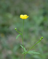 Kleine gelbe wild blühende Butterblume auf der Wiese