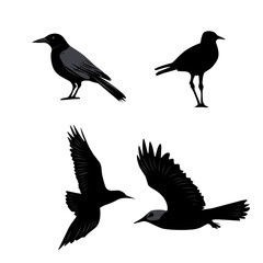 vector black illustration of birds collection on white background