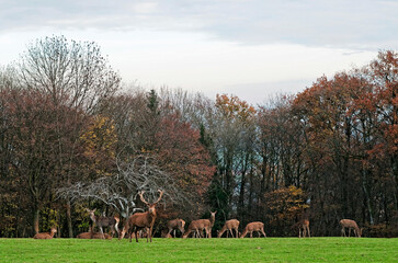 Cerf, biches et faons