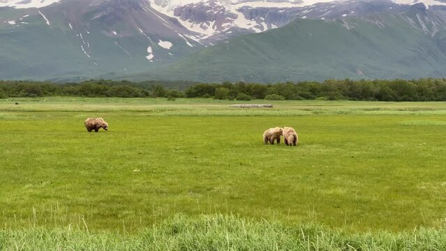 Coastal brown bears feeding on sedge grass