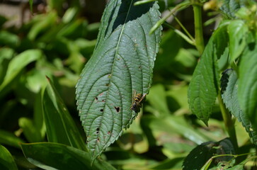wasp not leaf