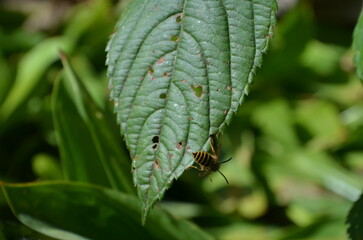 wasp not leaf