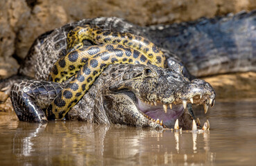 Cayman (Caiman crocodylus yacare) vs Anaconda (Eunectes murinus). Cayman caught an anaconda. Anaconda strangles the caiman. Brazil. Pantanal. Porto Jofre. Mato Grosso. Cuiaba River. - obrazy, fototapety, plakaty