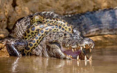 Cayman (Caiman crocodylus yacare) vs Anaconda (Eunectes murinus). Cayman caught an anaconda. Anaconda strangles the caiman. Brazil. Pantanal. Porto Jofre. Mato Grosso. Cuiaba River.