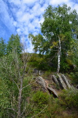 forest in the mountains