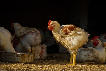 bird, henne, bauernhof, tier, geflügel, hahn, weiß, ackerbau, isoliert, rot, geflügel, schnabel, feather, küken, ackerbau, feather, einheimisch, vieh, natur,