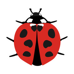 Insect ladybug on white background .Cute red bug
