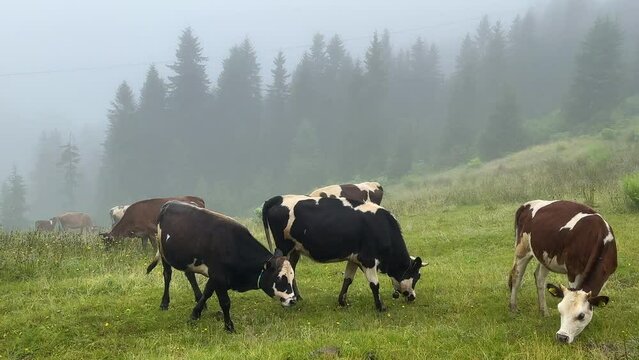 feeding the cows grown in the plateau with grass variety